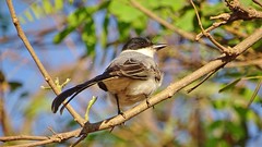 Tesourinha - Fork-tailed Flycatcher