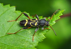 Long-horned Beetles (Cerambycidae)