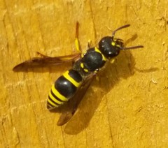 Aculeate Wasps