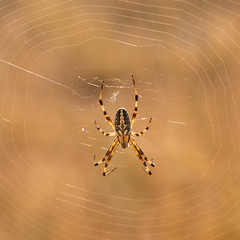 Spiders on Antelope Island, Salt Lake, Utah