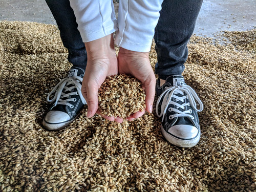 getting hands on with the sprouted grain