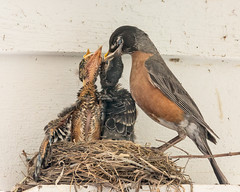 2018-07-13 Robin's nest