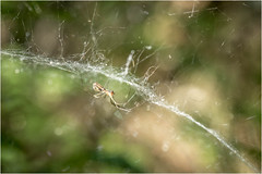 Spiders & Webs