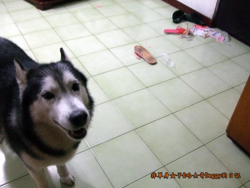 哈士奇Doggy2012-11