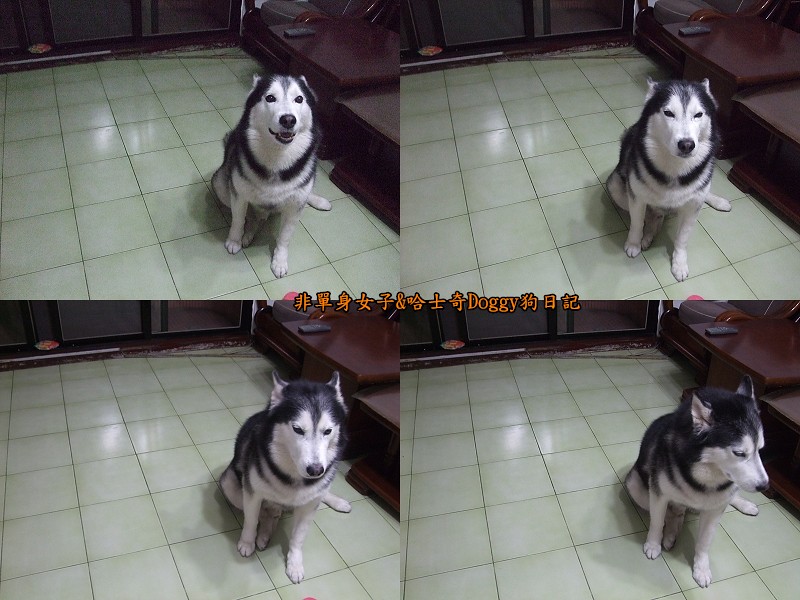 哈士奇Doggy2012-09