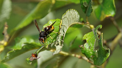 yellow-legged hornet or asian hornet / Frelon asiatique