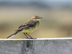Female Yellow Wagtail