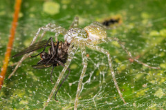 Arachnids of Costa Rica