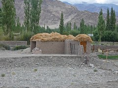 Ladakh - Choklamsar