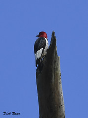 Red-headed Woodpecker CNWR Aug 18