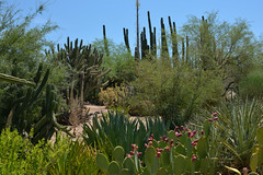 Desert Botanical Garden 2018
