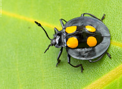 Borneo: Coleoptera (beetles)