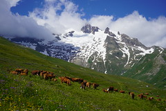 Tour du Mont Blanc / Trek