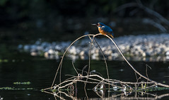 Common Kingfisher.