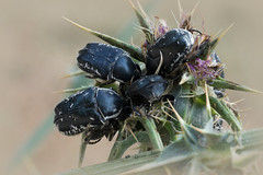 CETONIIDAE (Coleoptera)