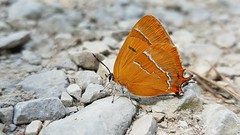 Schmetterlinge (Lepidoptera) 2018