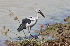 Sri Lanka. Birds of Shoals