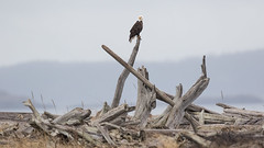 2018-02-06 Cattle Point Eagles