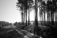 Forêt landaise