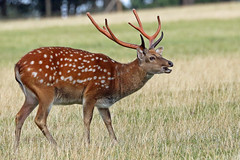 Deer of Woburn Abbey