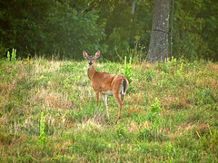 Jerry Elk and Deer Pictures