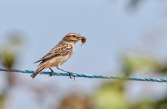 Whinchats And Wheatears
