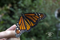 Monarch Butterfly Projects © IndyFoto