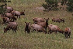 Genesee Park Elk 8/31/18