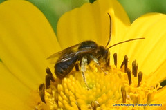 Subgenus Eumelissodes, long-horned bees