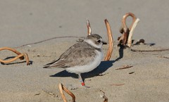 Shorebirds of Oregon