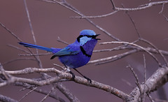 Birds Of Western Australia