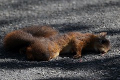 Écureuil roux - Red Squirrel (Sciurus vulgaris)