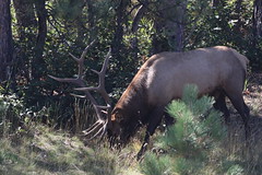 Genesee Park Elk 9/8/18