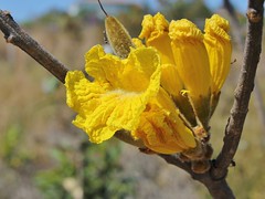 BIGNONIACEAE - Handroanthus coronatus