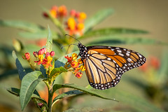 monarch butterfly 2018
