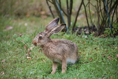 My friend in the garden - The hare