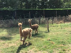 Attack of the mutant llamas