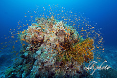 DIVING - Red Sea