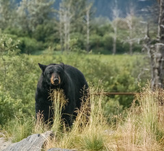 2015-07: USA - Alaska - Alaska Wildlife Conservation Center