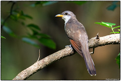 Cuckoos and related