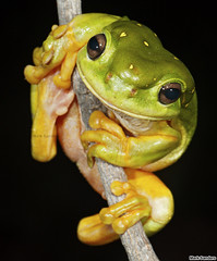Tree Frogs (Pelodryadidae)