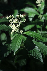 Psychotria borjensis Kunth (Caianinha)