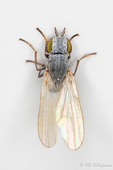 Diptera: Brachycera: Chamaemyiidae