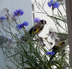 Carduelis carduelis and how to invite them home