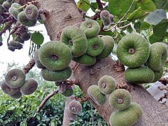 MORACEAE - Ficus auriculata