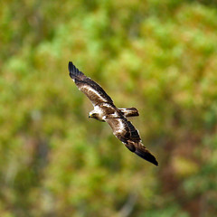 Aguila Calzada (Hieraaetus pennatus) Booted Eagle