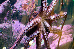 Seattle Aquarium, Seattle, Washington 2018