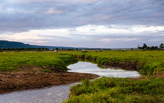 2018, Kenia,Late afternoon in Masai Mara 