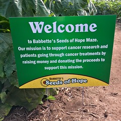 Babbette’s Seeds Of Hope Maze.