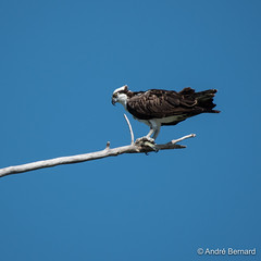 Balbuzard pêcheur, Osprey